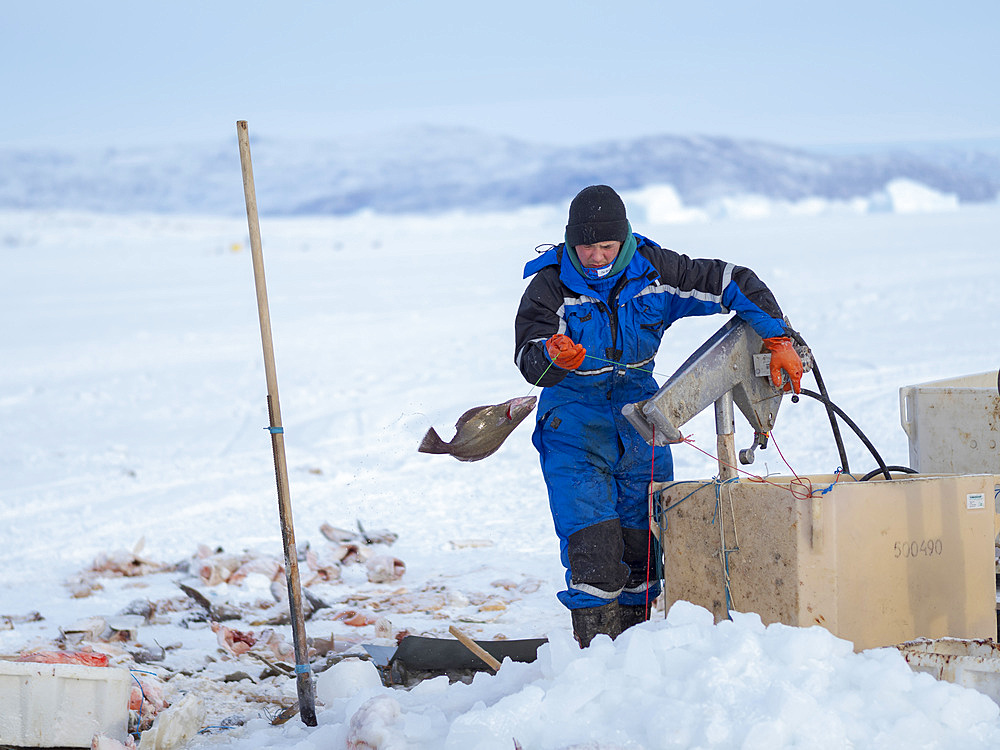 Fisherman on the sea ice of a fjord using a longline. Fishery during winter near Uummannaq in northern Westgreenland beyond the arctic circle. North America, Greenland, Danish territory