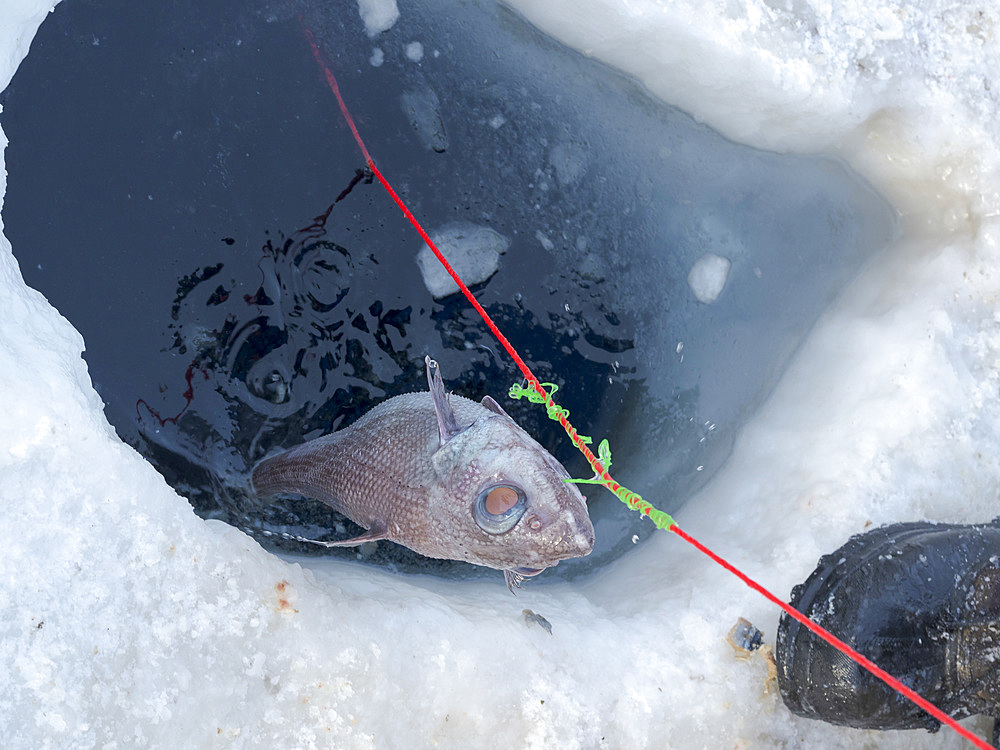 Fisherman on the sea ice of a fjord using a longline, species is Coryphaenoides Mediterraneus. Fishery during winter near Uummannaq in northern Westgreenland beyond the arctic circle. North America, Greenland, Danish territory