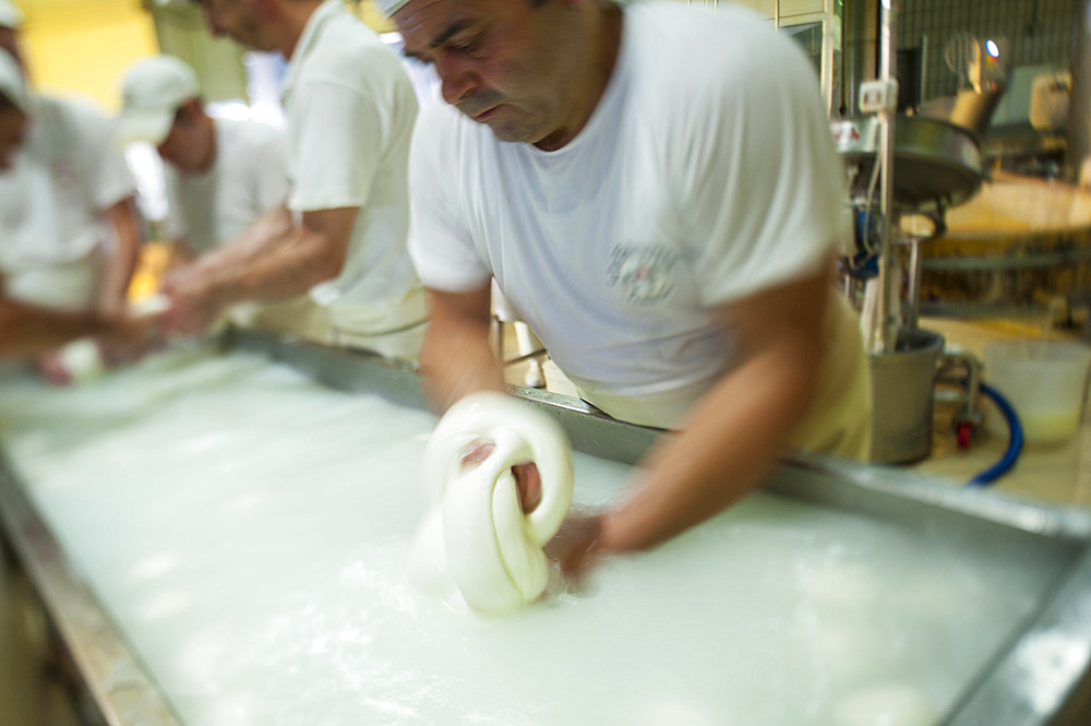 Production of the excellent buffalo mozzarella from Campania at the dairy La Baronia; Caserta; Campania; Italy