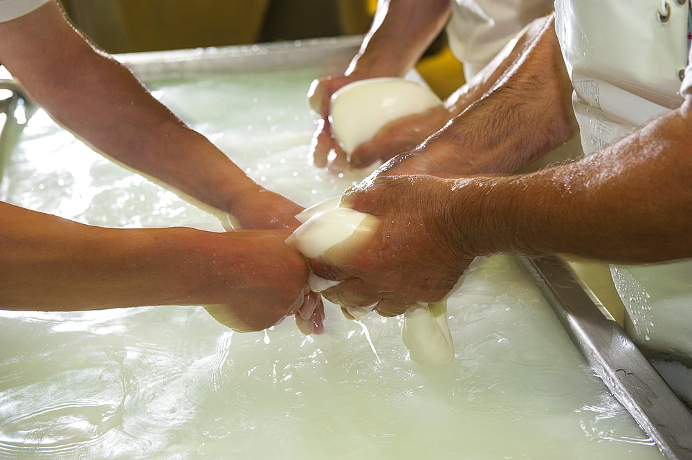 Production of the excellent buffalo mozzarella from Campania at the dairy La Baronia; Caserta; Campania; Italy