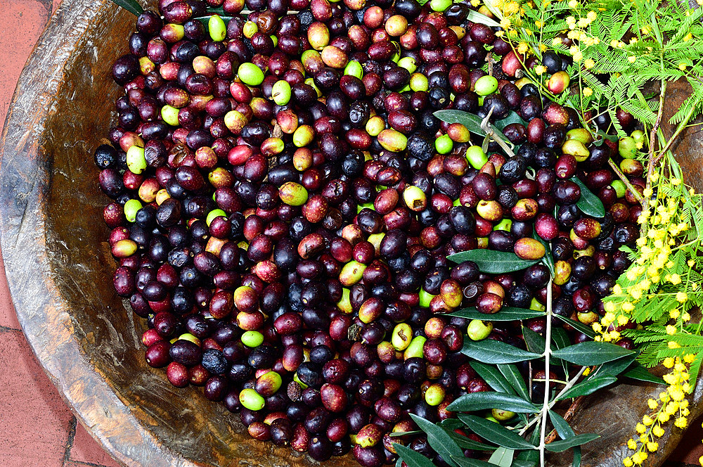 Container of Taggiasca olives before pressing. Leca d'Albenga, Savona, Liguria, Italy