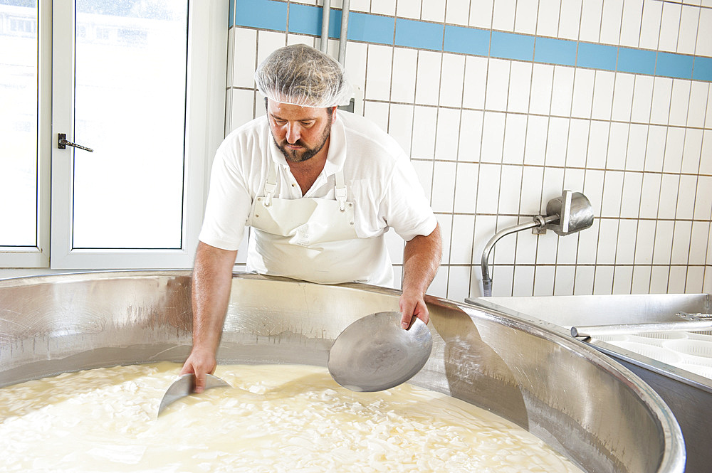 Sant'Antonio Agricultural Cooperative, Dairy company for the production of Strachitunt, typical raw milk cheese, raw paste, possibly blue, produced with whole cow's milk with the two curds technique, milk is obtained about a hundred Brown Alpine cows at 800 meters above sea level, DOP cheese, Val Taleggio valley; Lombardy; Italy; Europe.