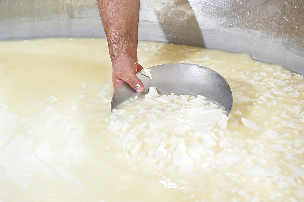 Sant'Antonio Agricultural Cooperative, Dairy company for the production of Strachitunt, typical raw milk cheese, raw paste, possibly blue, produced with whole cow's milk with the two curds technique, milk is obtained about a hundred Brown Alpine cows at 800 meters above sea level, DOP cheese, Val Taleggio valley; Lombardy; Italy; Europe.