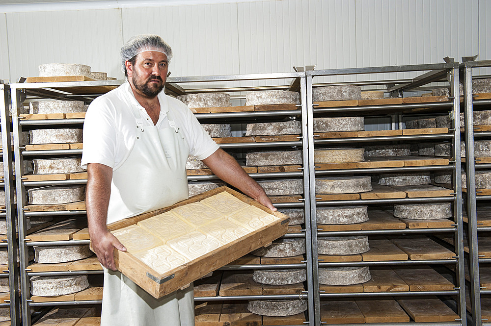 Sant'Antonio Agricultural Cooperative, Dairy company for the production of Strachitunt, typical raw milk cheese, raw paste, possibly blue, produced with whole cow's milk with the two curds technique, milk is obtained about a hundred Brown Alpine cows at 800 meters above sea level, DOP cheese, Val Taleggio valley; Lombardy; Italy; Europe.