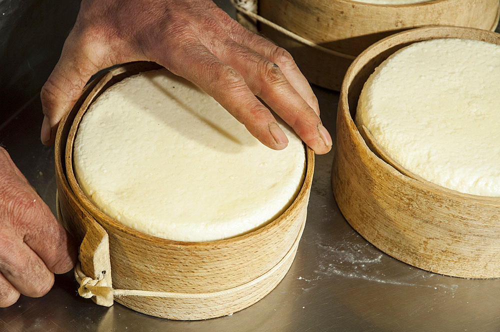 Fresh, seasoned and flavored sheep's milk cheeses. Macerata, Marche, Italy, Europe