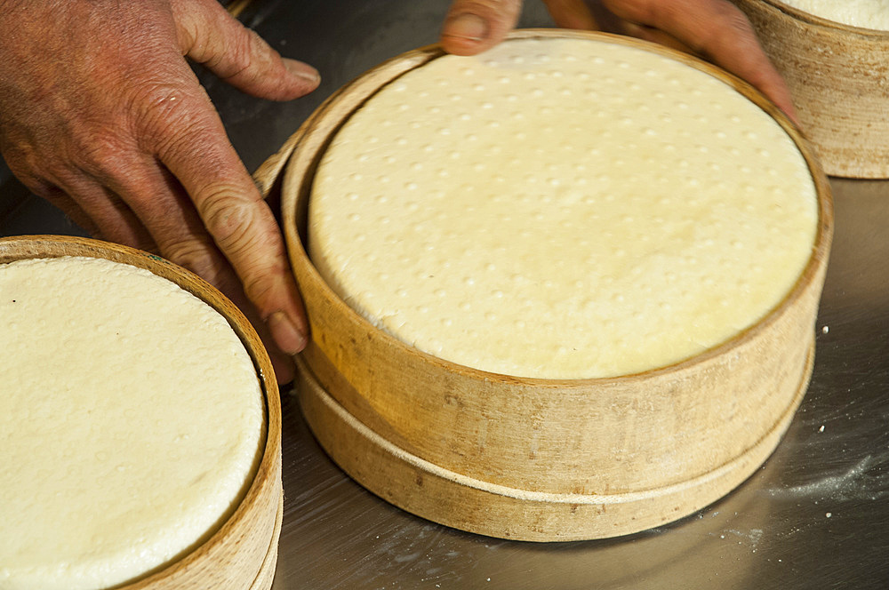 Fresh, seasoned and flavored sheep's milk cheeses. Macerata, Marche, Italy, Europe