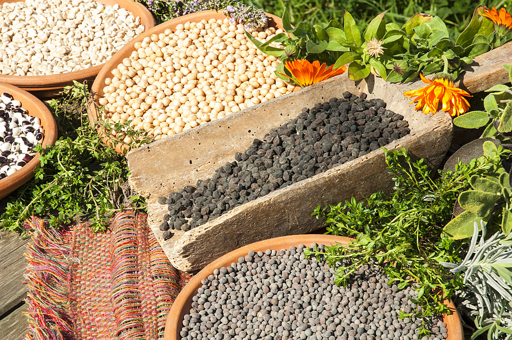 Exhibition of ancient beans, from left: monachello bean, cicerchia, sultan chickpea, black chickpea, roveja .. Macerata, Marche, Italy, Europe