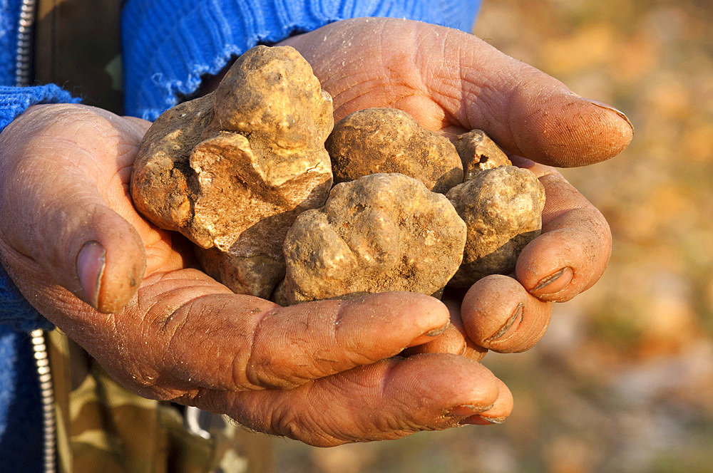 Hands collect white truffle. Fiastra, Camerino, Marche, Italy, Europe