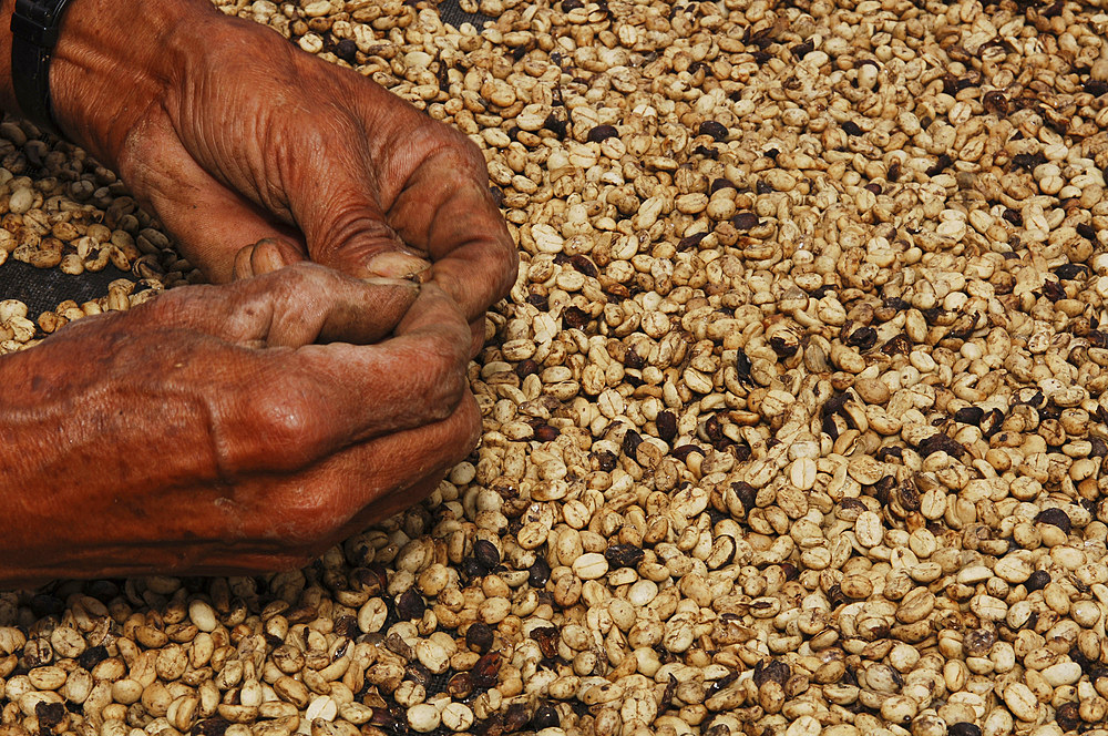 Drying of coffee beans in the sun. Coffee processing at the Finca El Carmen. El Salvador, Central America.