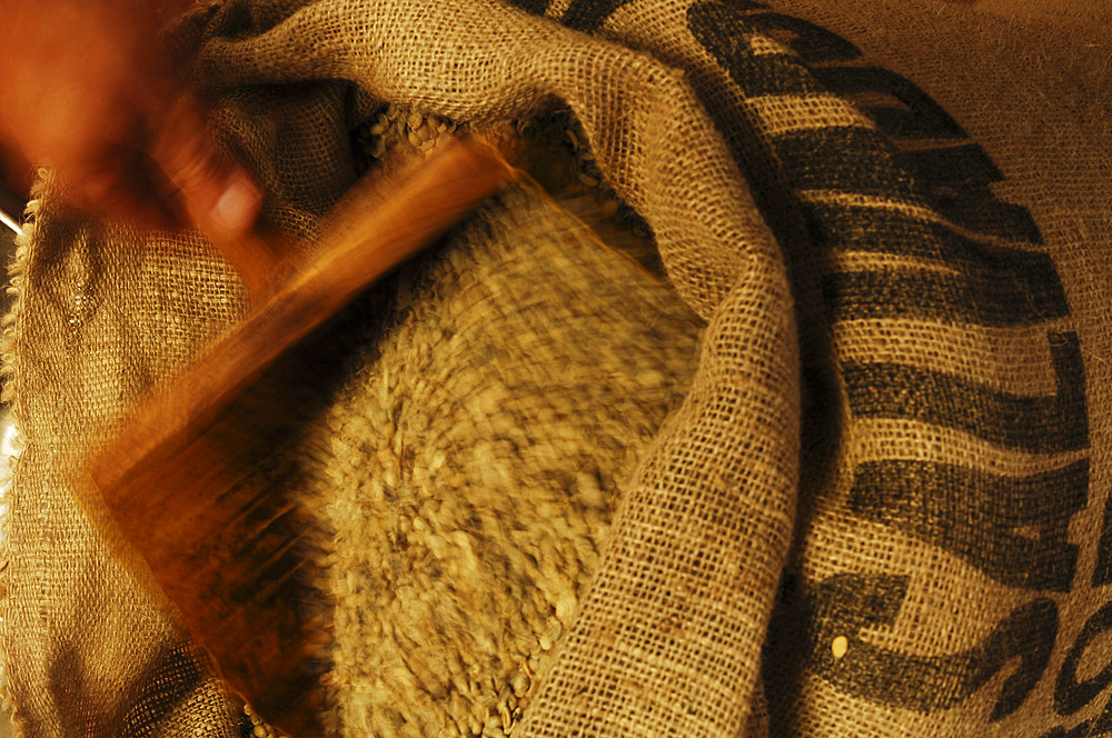 Roasted coffee beans. Coffee processing at the Finca El Carmen. El Salvador, Central America.