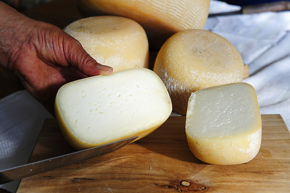 Raw milk pecorino cheese produced in the Catia Verdetti farm in Gavinana. Pistoia; Tuscany; Italy; Pistoia; Tuscany; Italy; Europe