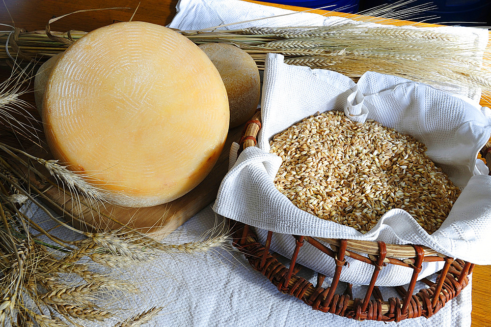 Raw milk pecorino cheese and spelled produced in the Catia Verdetti farm in Gavinana. Pistoia; Tuscany; Italy; Pistoia; Tuscany; Italy; Europe