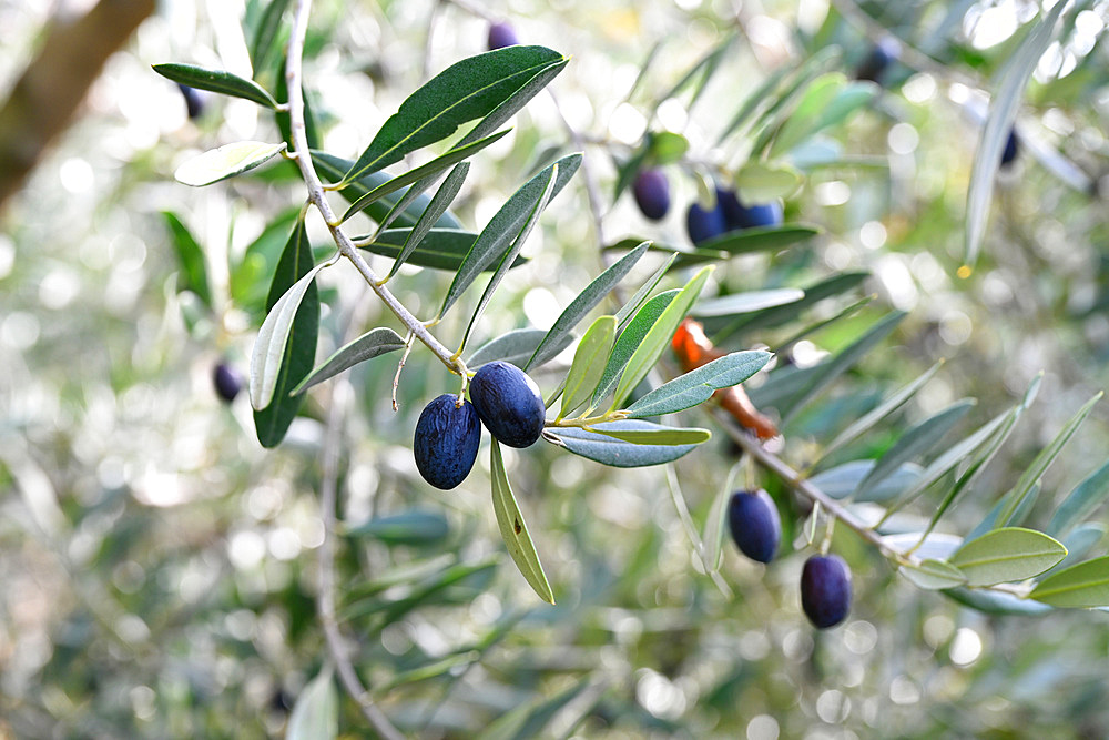 Olive harvest, Varenna, Lake Como, Lombardy, Italy, Europe