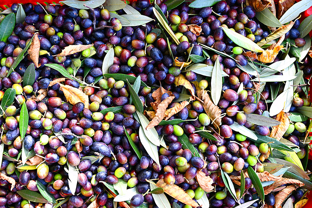 Olive harvest, Varenna, Lake Como, Lombardy, Italy, Europe