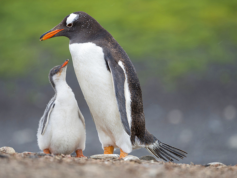 Parent with chick. Gentoo penguin (Pygoscelis papua) on the Falkland Islands. South America, January