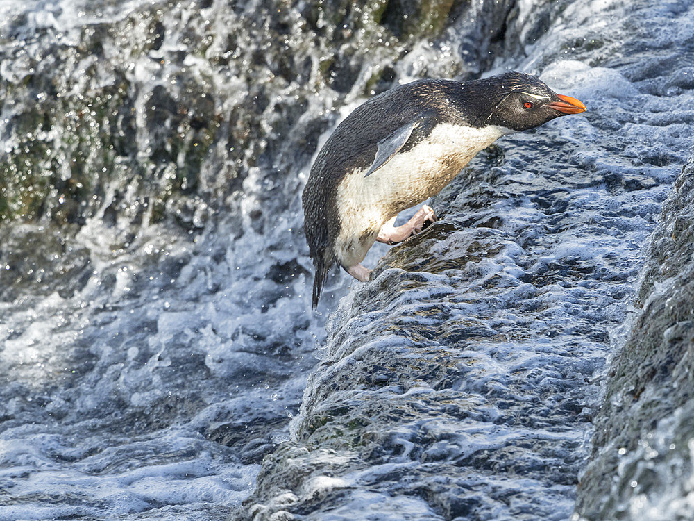 Coming ashore and climbing a steep cliff on Bleaker Island. Rockhopper Penguin (Eudyptes chrysocome), subspecies Southern Rockhopper Penguin (Eudyptes chrysocome chrysocome). South America, Falkland Islands, January