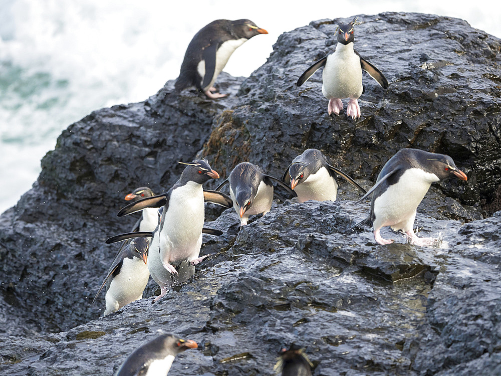 Coming ashore and climbing a steep cliff on Bleaker Island. Rockhopper Penguin (Eudyptes chrysocome), subspecies Southern Rockhopper Penguin (Eudyptes chrysocome chrysocome). South America, Falkland Islands, January