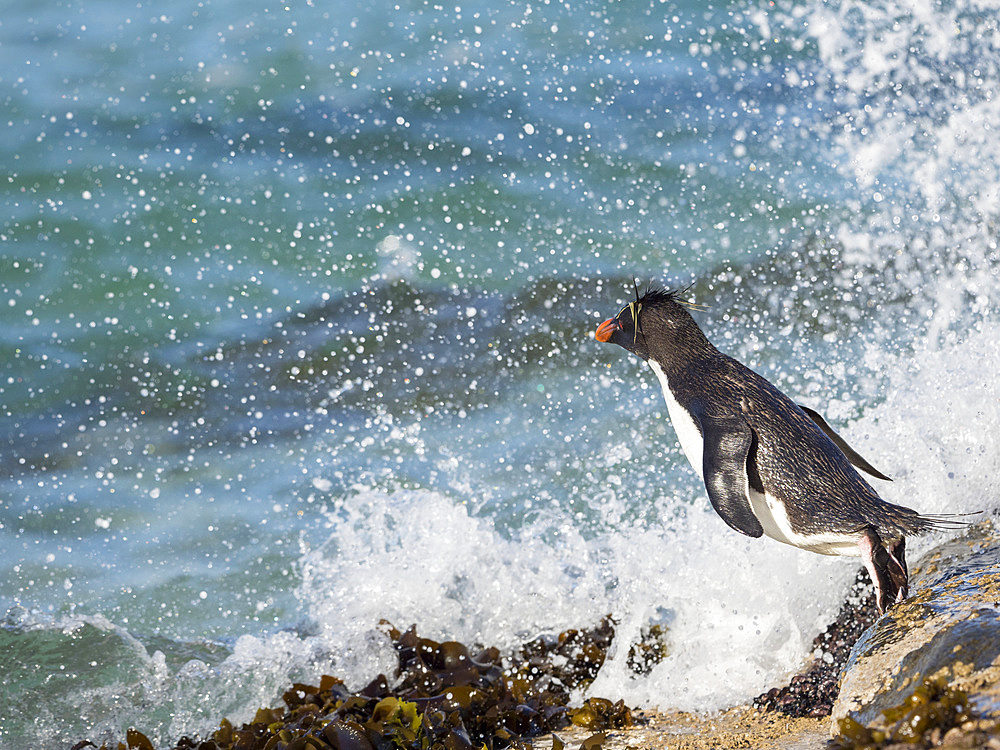 Going to sea at a rocky coastline on Saunders Island. Rockhopper Penguin (Eudyptes chrysocome), subspecies Southern Rockhopper Penguin (Eudyptes chrysocome chrysocome). South America, Falkland Islands, January