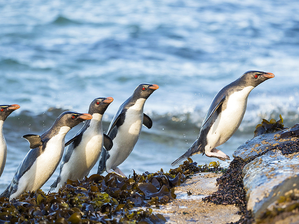 Coming ashore at a rocky coastline on Saunders Island. Rockhopper Penguin (Eudyptes chrysocome), subspecies Southern Rockhopper Penguin (Eudyptes chrysocome chrysocome). South America, Falkland Islands, January