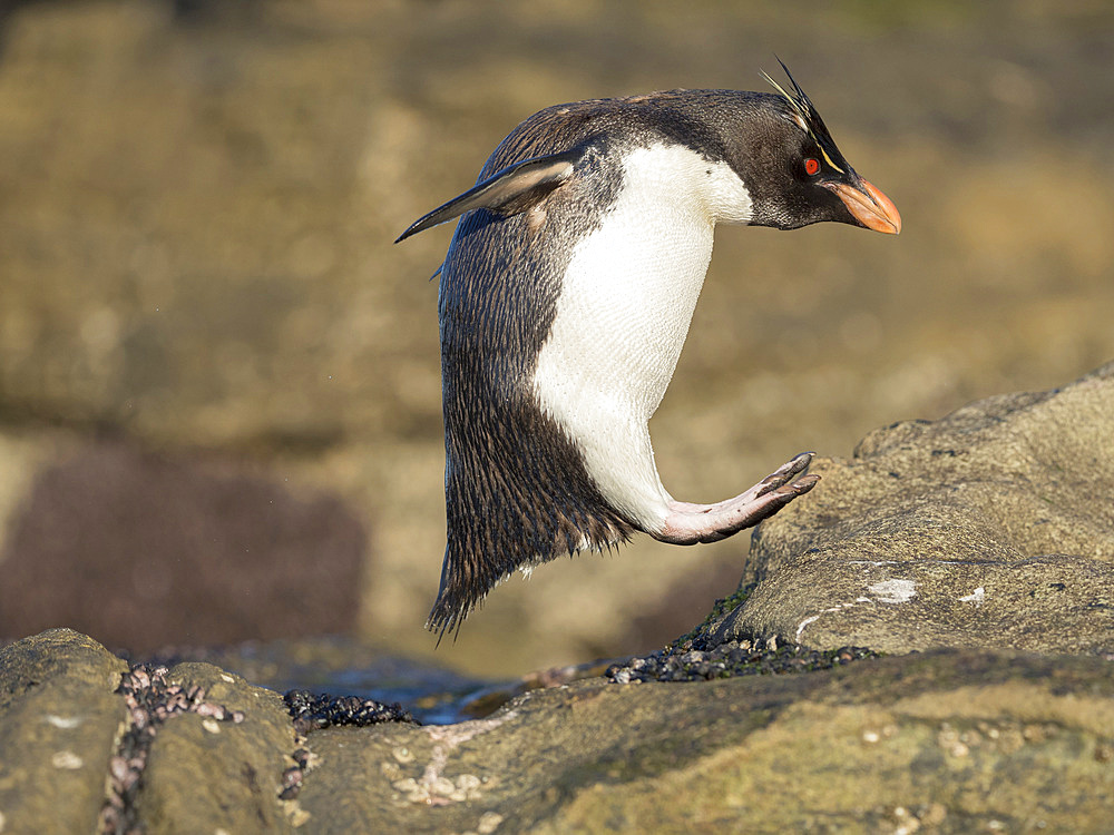 Coming ashore at a rocky coastline on Saunders Island. Rockhopper Penguin (Eudyptes chrysocome), subspecies Southern Rockhopper Penguin (Eudyptes chrysocome chrysocome). South America, Falkland Islands, January