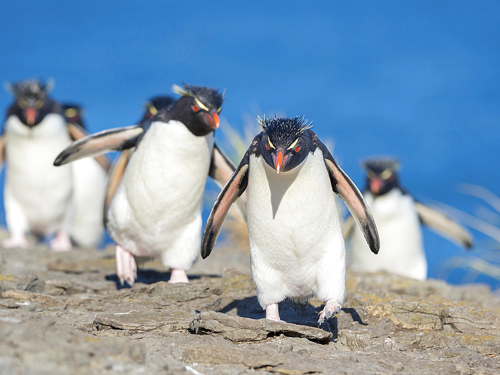 Climbing through a steep and rocky cliff Rockhopper Penguin (Eudyptes chrysocome), subspecies Southern Rockhopper Penguin (Eudyptes chrysocome chrysocome). South America, Falkland Islands, January