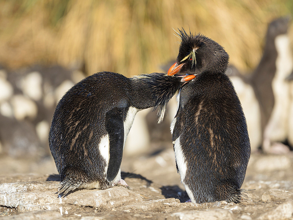 Rockhopper Penguin (Eudyptes chrysocome), subspecies Southern Rockhopper Penguin (Eudyptes chrysocome chrysocome). South America, Falkland Islands, January