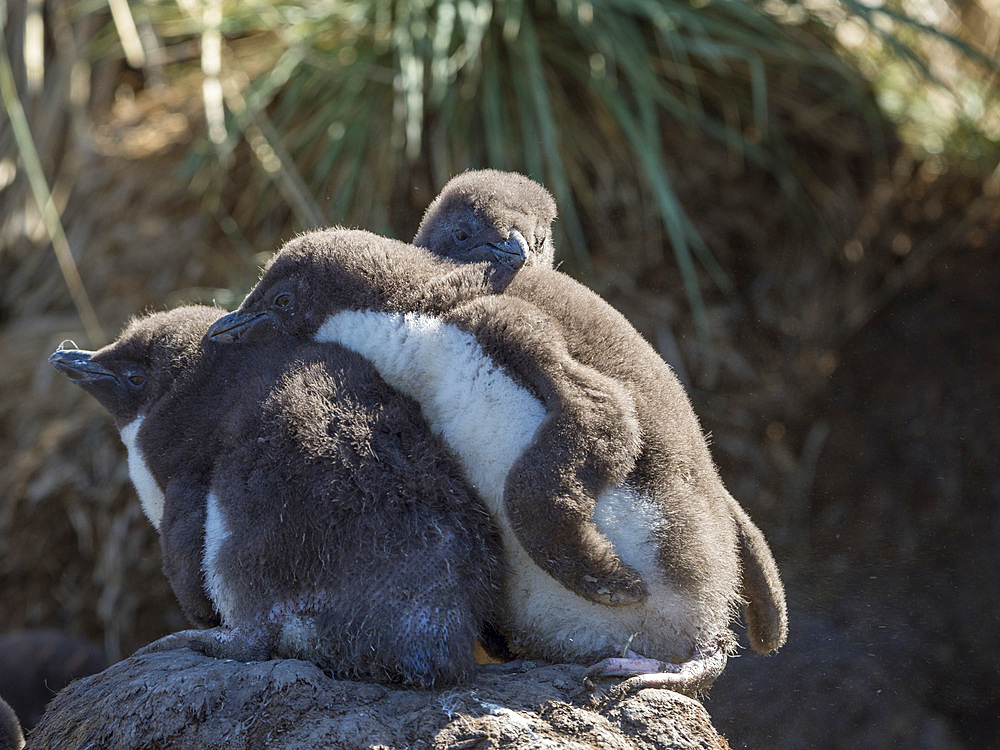 Chick in colony on Bleaker Island. Rockhopper Penguin (Eudyptes chrysocome), subspecies Southern Rockhopper Penguin (Eudyptes chrysocome chrysocome). South America, Falkland Islands, January