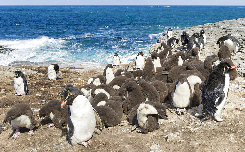 Colony with chicks in creche and guards on Bleaker Island. Rockhopper Penguin (Eudyptes chrysocome), subspecies Southern Rockhopper Penguin (Eudyptes chrysocome chrysocome). South America, Falkland Islands, January