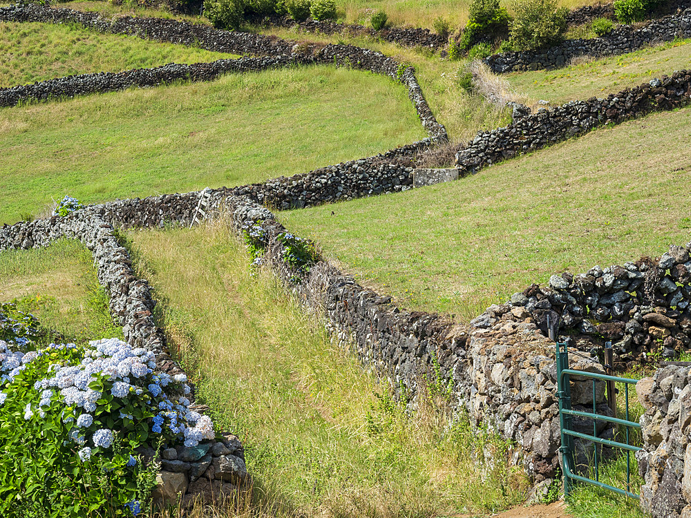 Fields and pastures in the southwest of the island. Island Ilhas Terceira, part of the Azores (Ilhas dos Acores) in the atlantic ocean, an autonomous region of Portugal. Europe, Azores, Portugal.