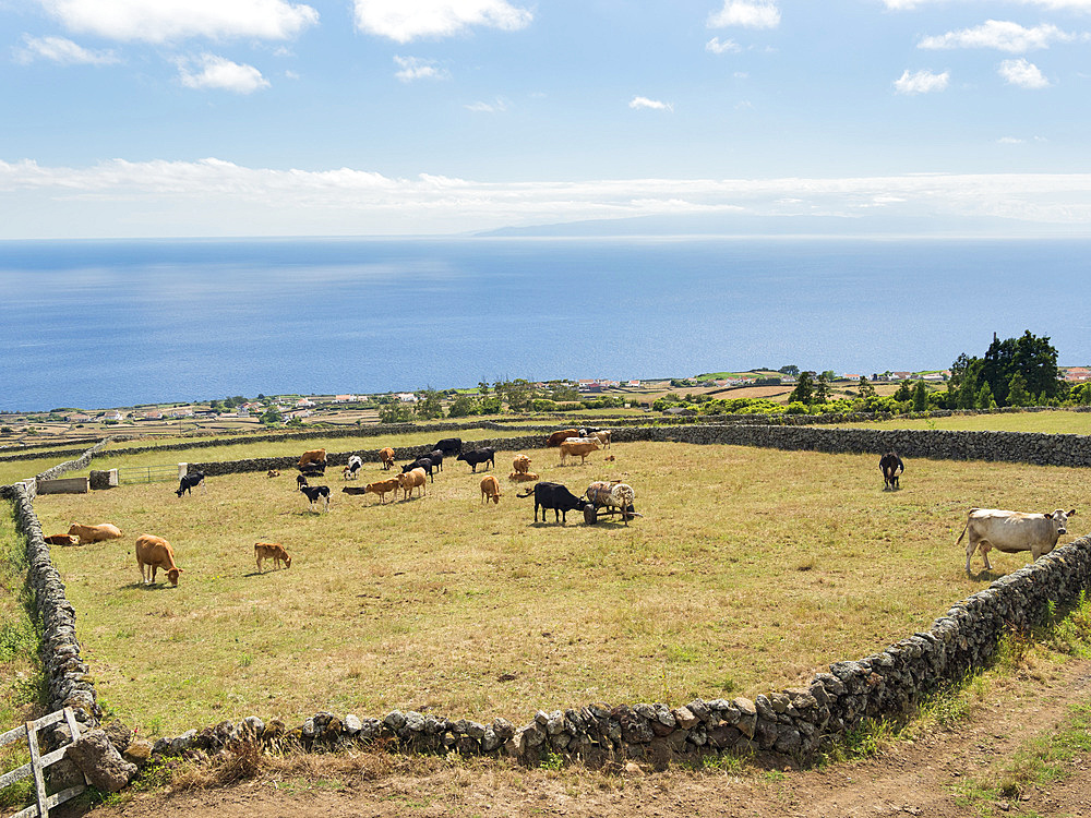 Fields and pastures in the southwest of the island. Island Ilhas Terceira, part of the Azores (Ilhas dos Acores) in the atlantic ocean, an autonomous region of Portugal. Europe, Azores, Portugal.