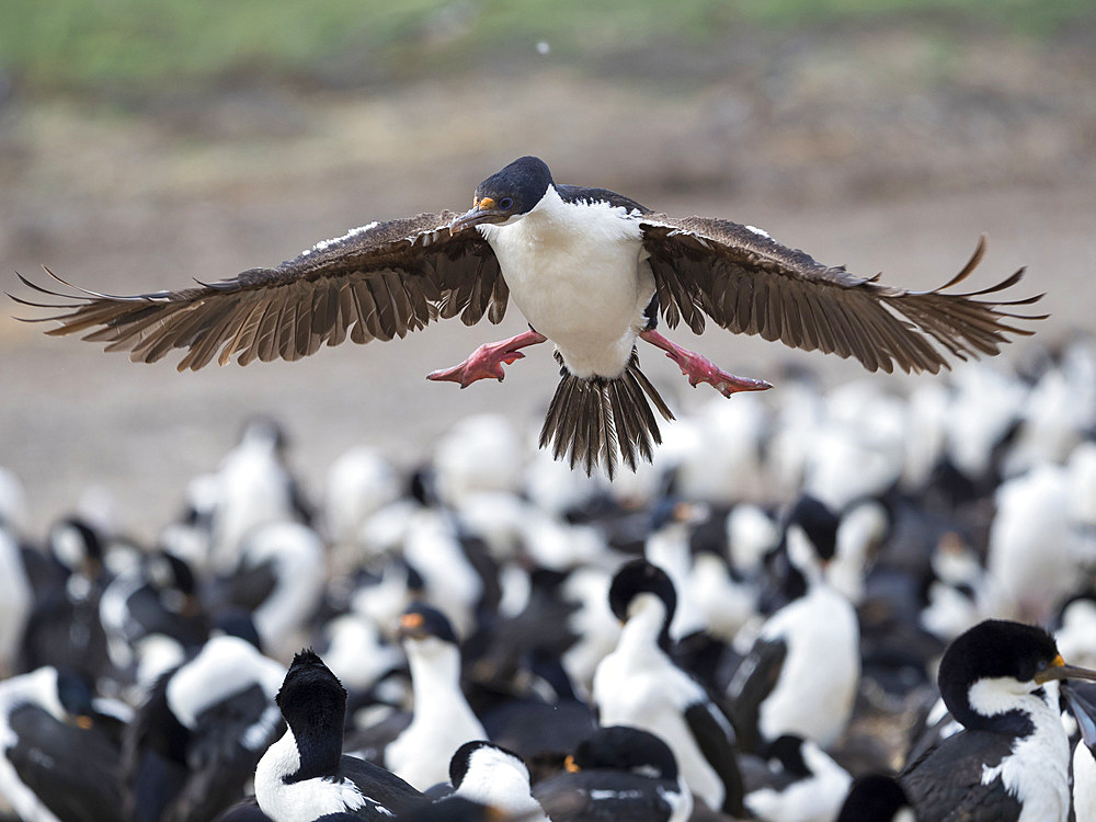 Landing in a huge colony. Imperial Shag also called King Shag, blue-eyed Shag, blue-eyed Cormorant (Phalacrocorax atriceps or Leucarbo atriceps). South America, Falkland Islands, January