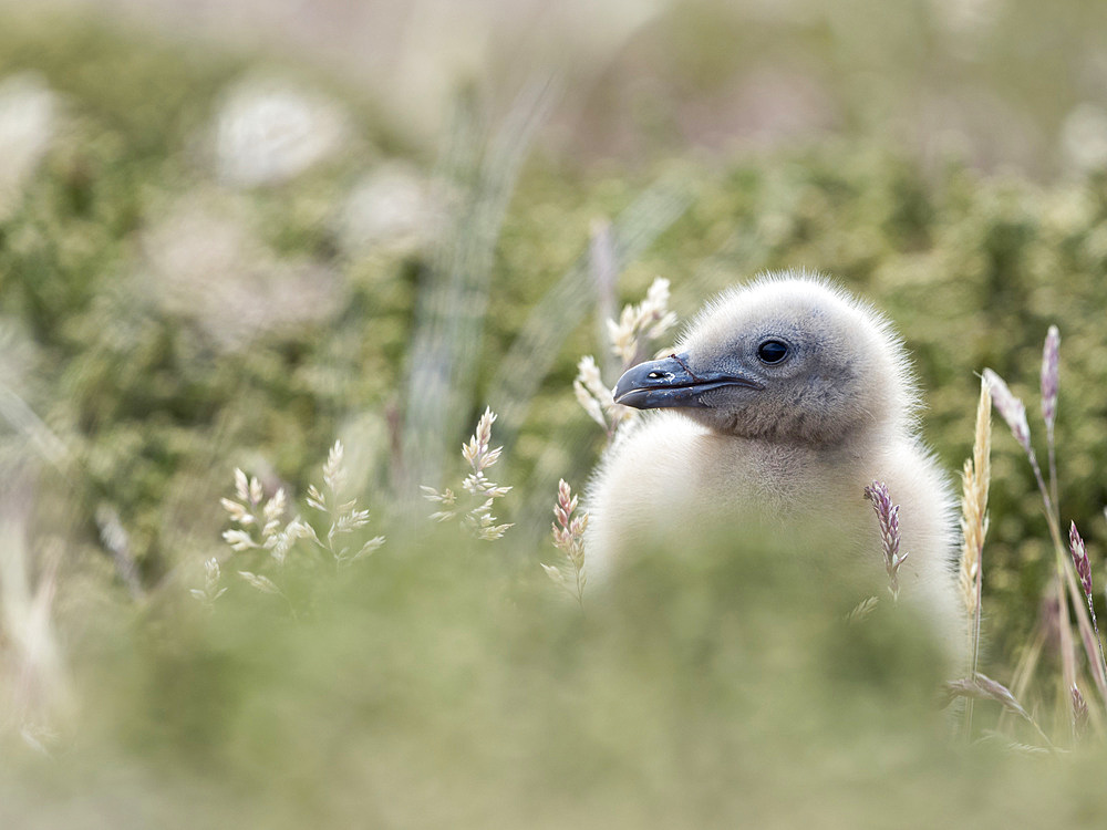 Chick. Falkland Skua or Brown Skua (Stercorarius antarcticus, exact taxonomy is under dispute). They are the great skuas of the southern polar and subpolar region. South America, Falkland Islands, January