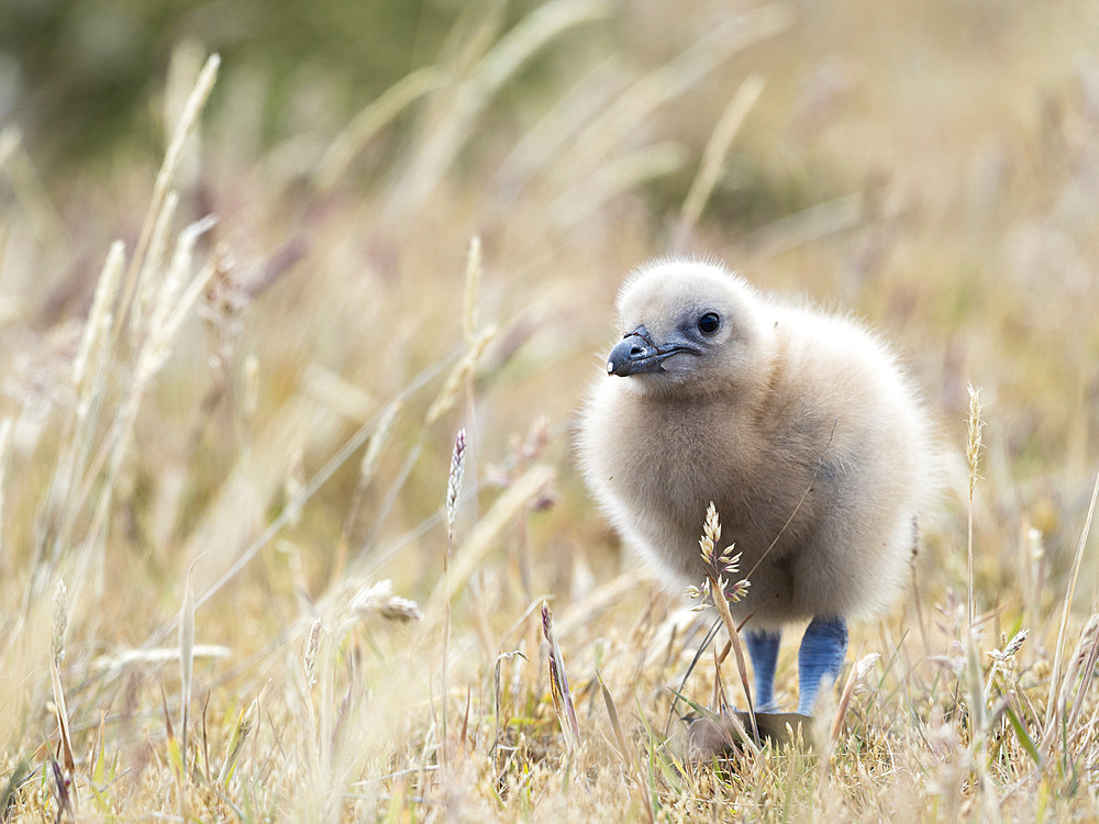 Chick. Falkland Skua or Brown Skua (Stercorarius antarcticus, exact taxonomy is under dispute). They are the great skuas of the southern polar and subpolar region. South America, Falkland Islands, January