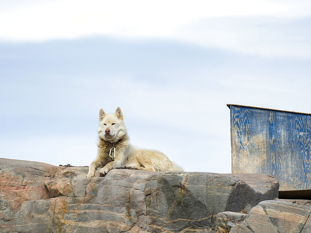 Sled dogs in the town Uummannaq in the north of west greenland. The dogs are still used to pull sleds for the local fishermen during winter. The town Uummannaq in the north of West Greenland, located on an island in the Uummannaq Fjord System. America, North America, Greenland