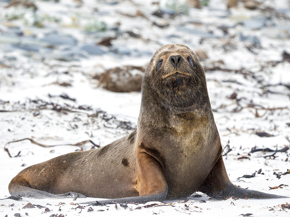 Young bull on sandy beach. South American sea lion (Otaria flavescens, formerly Otaria byronia), also called the Southern Sea Lion or Patagonian sea lion. South America, Falkland Islands