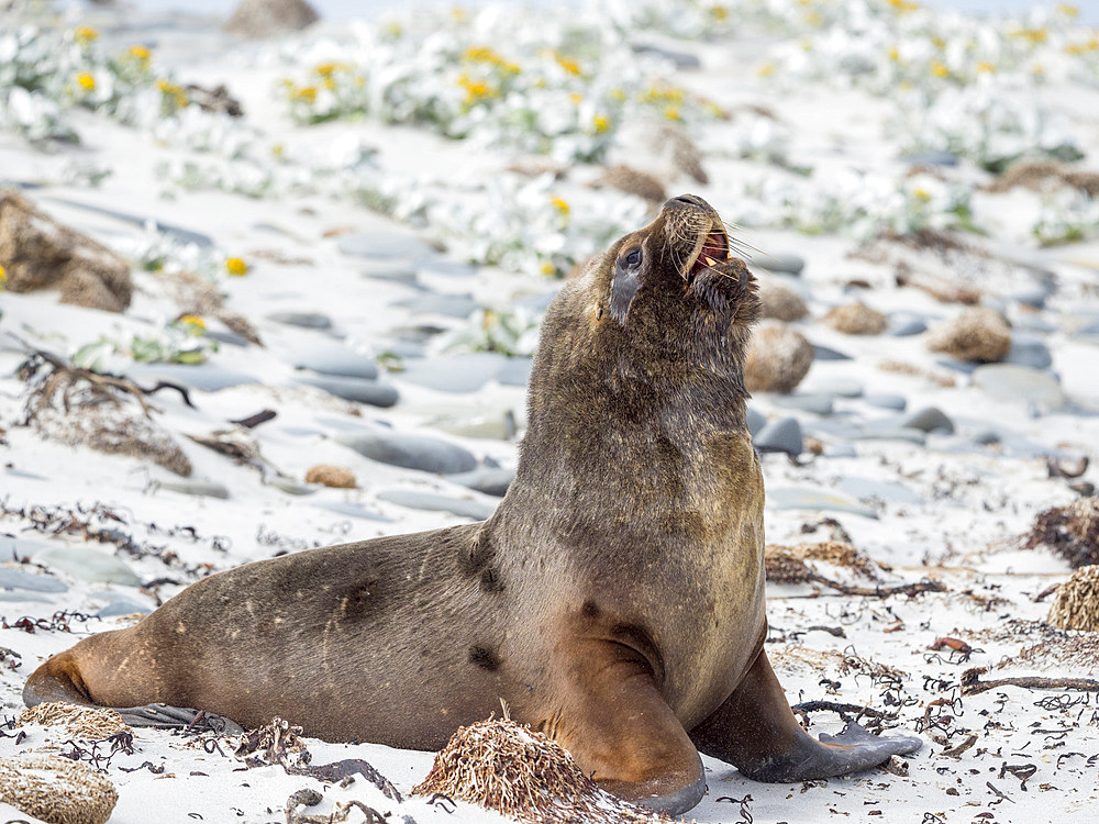 Young bull on sandy beach. South American sea lion (Otaria flavescens, formerly Otaria byronia), also called the Southern Sea Lion or Patagonian sea lion. South America, Falkland Islands