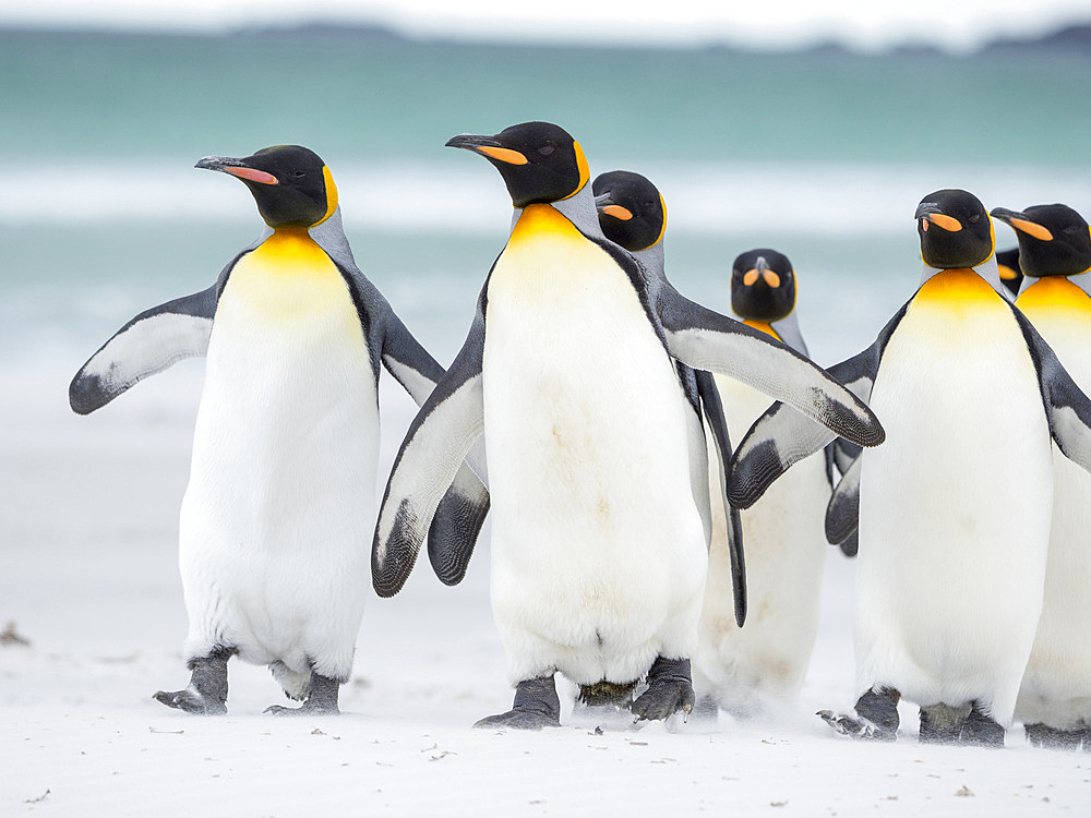 King Penguin (Aptenodytes patagonicus) on the Falkland Islands in the South Atlantic. South America, Falkland Islands, January