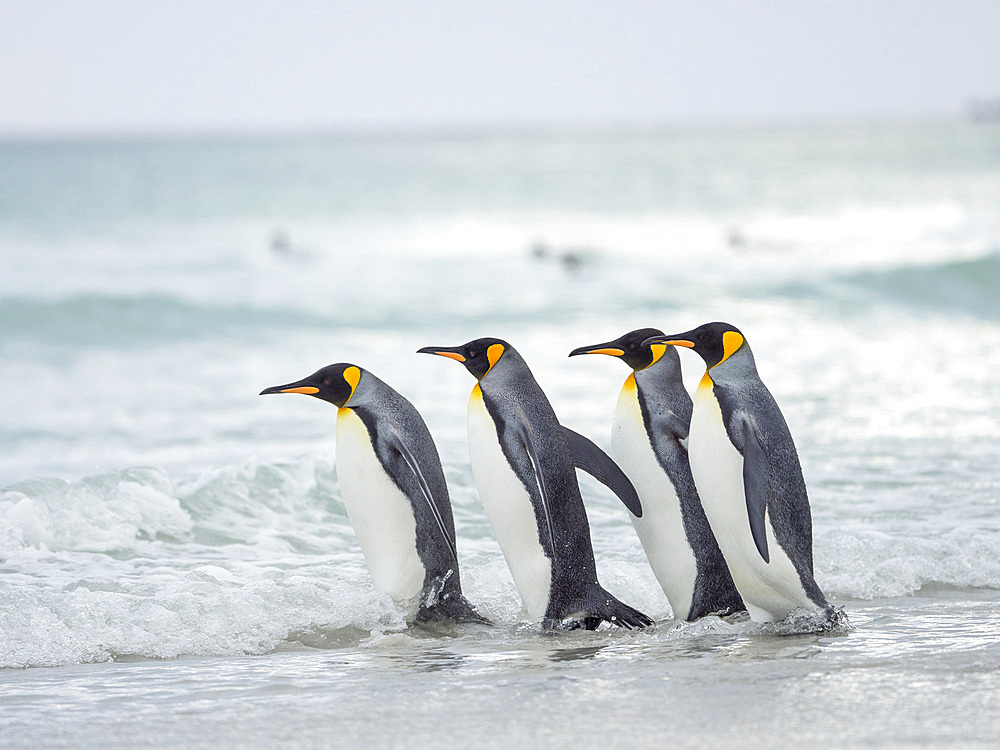 King Penguin (Aptenodytes patagonicus) on the Falkland Islands in the South Atlantic. South America, Falkland Islands, January