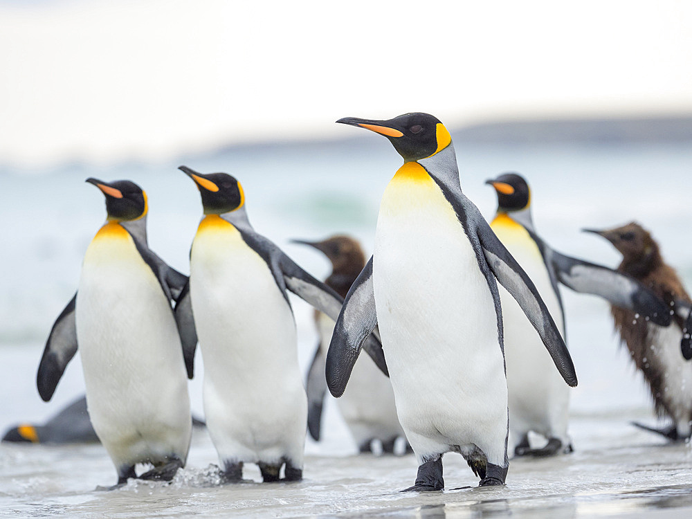 King Penguin (Aptenodytes patagonicus) on the Falkland Islands in the South Atlantic. South America, Falkland Islands, January