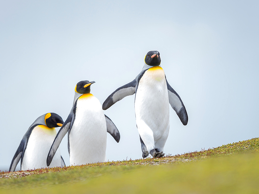 King Penguin (Aptenodytes patagonicus) on the Falkland Islands in the South Atlantic. South America, Falkland Islands, January