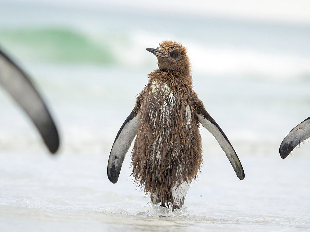 Chick in brown plumage. King Penguin (Aptenodytes patagonicus) on the Falkland Islands in the South Atlantic. South America, Falkland Islands, January