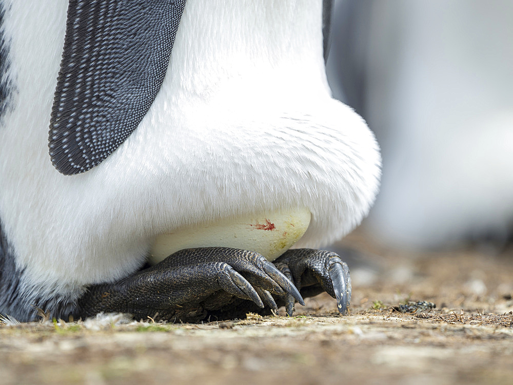 Egg being incubated by adult while balancing on feet. King Penguin (Aptenodytes patagonicus) on the Falkland Islands in the South Atlantic. South America, Falkland Islands, January