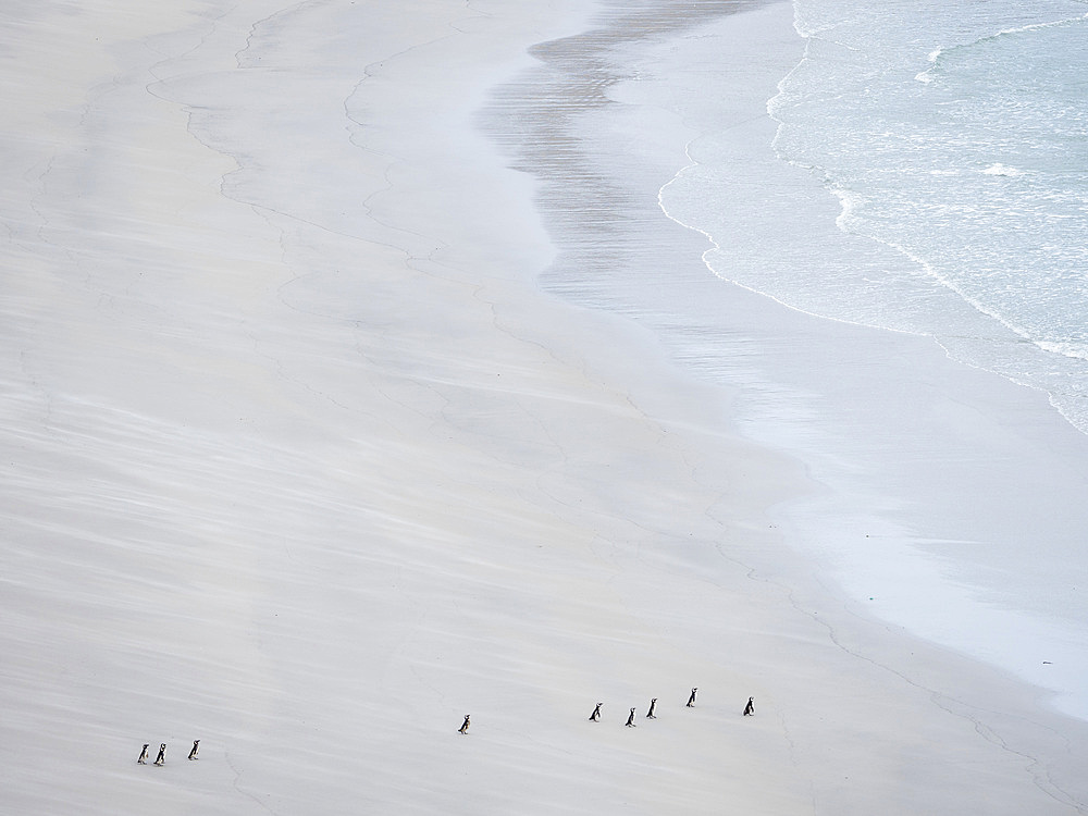 Group on empty beach. Magellanic Penguin (Spheniscus magellanicus). South America, Falkland Islands, January