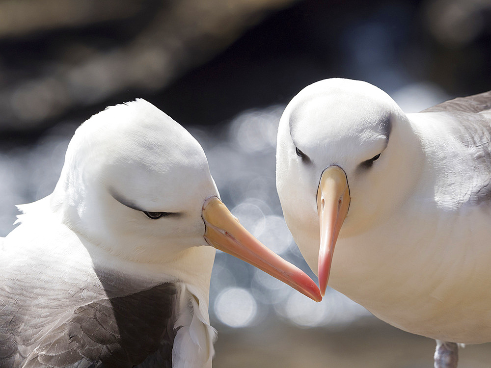 Black-browed albatross or black-browed mollymawk (Thalassarche melanophris), pair preening at nest. South America, Falkland Islands, January