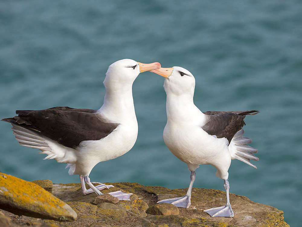 Black-browed albatross or black-browed mollymawk (Thalassarche melanophris), typical courtship and greeting behaviour. South America, Falkland Islands, January