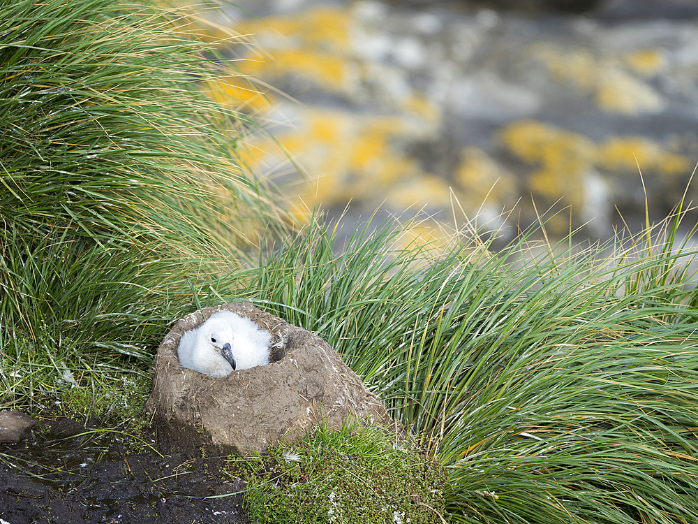 Chick on tower shaped nest. Black-browed albatross or black-browed mollymawk (Thalassarche melanophris). South America, Falkland Islands, January