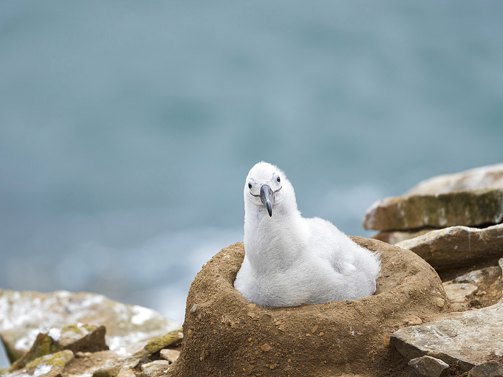 Chick on tower shaped nest. Black-browed albatross or black-browed mollymawk (Thalassarche melanophris). South America, Falkland Islands, January