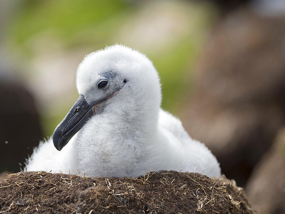 Chick on tower shaped nest. Black-browed albatross or black-browed mollymawk (Thalassarche melanophris). South America, Falkland Islands, January