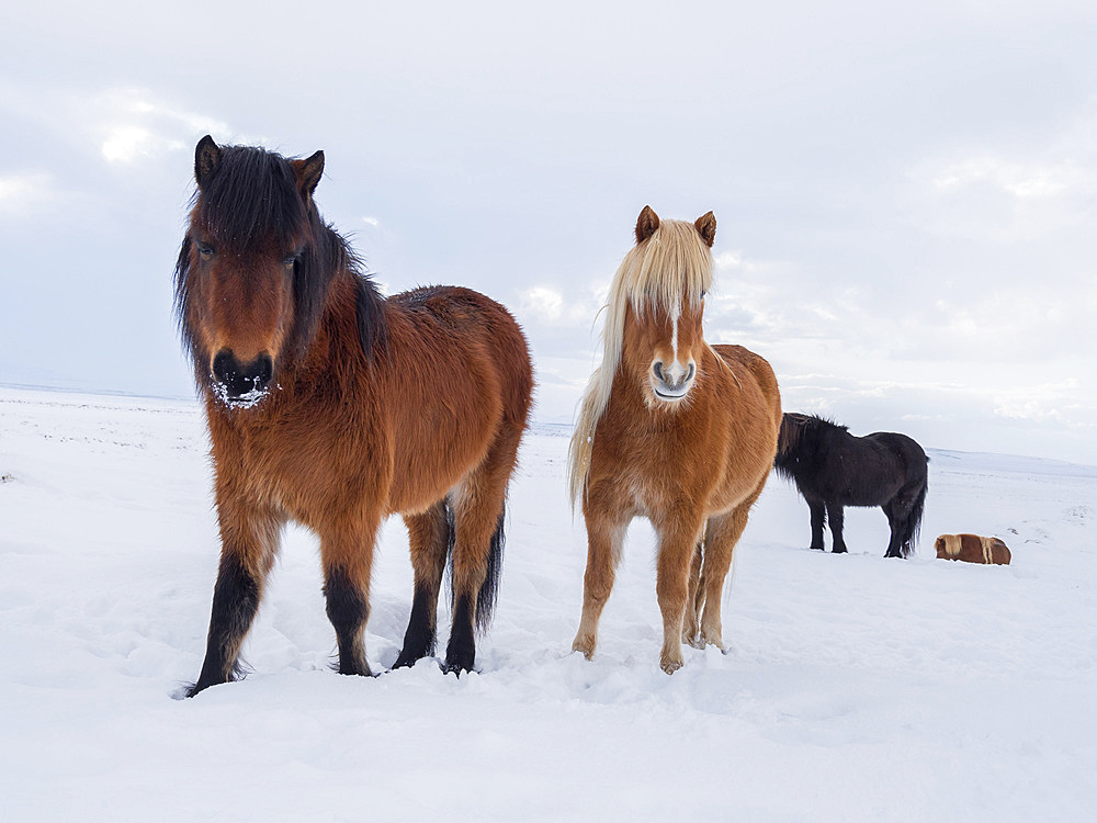 Icelandic Horse in fresh snow in Iceland. It is the traditional breed for Icealnd and traces its origin back to the horses of the old vikings. Europe, Northern Europe, Iceland