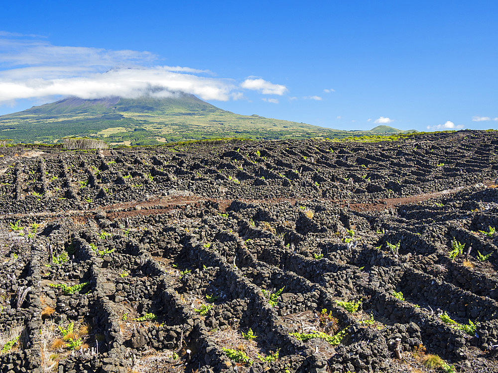 Traditional viniculture near Lajido, traditional wine growing on Pico is listed as UNESCO world heritage. Pico Island, an island in the Azores (Ilhas dos Acores) in the Atlantic ocean. The Azores are an autonomous region of Portugal. Europe, Portugal, Azores